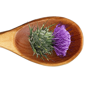 MILK THISTLE